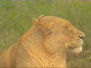 Safari Park Sex - Kruger park :: Free Porn Tube Videos & kruger park Sex Movies